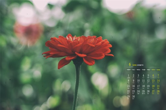 2020年6月盛开的菊花唯美高清日历壁纸