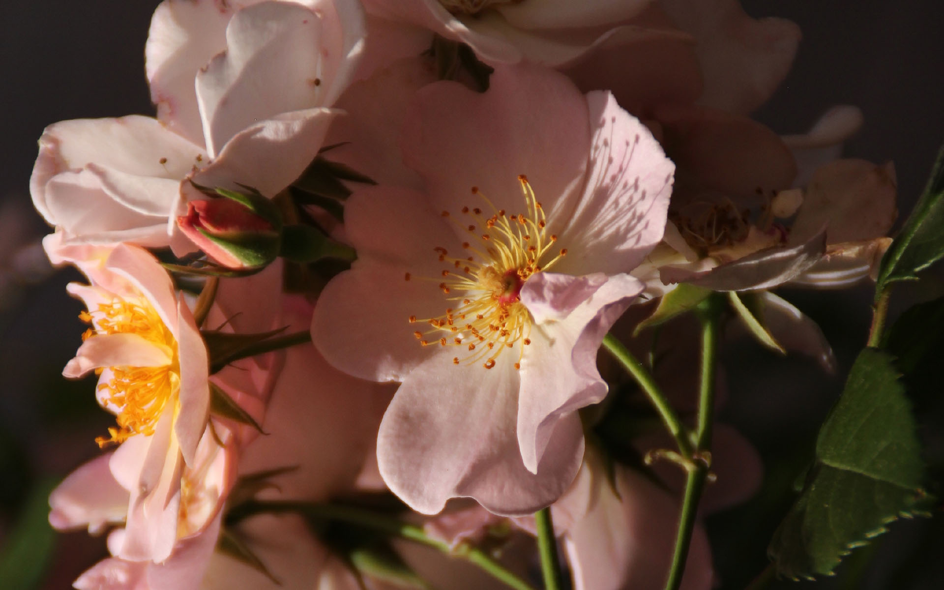 唯美蔷薇花高清桌面壁纸 Tt98图片网