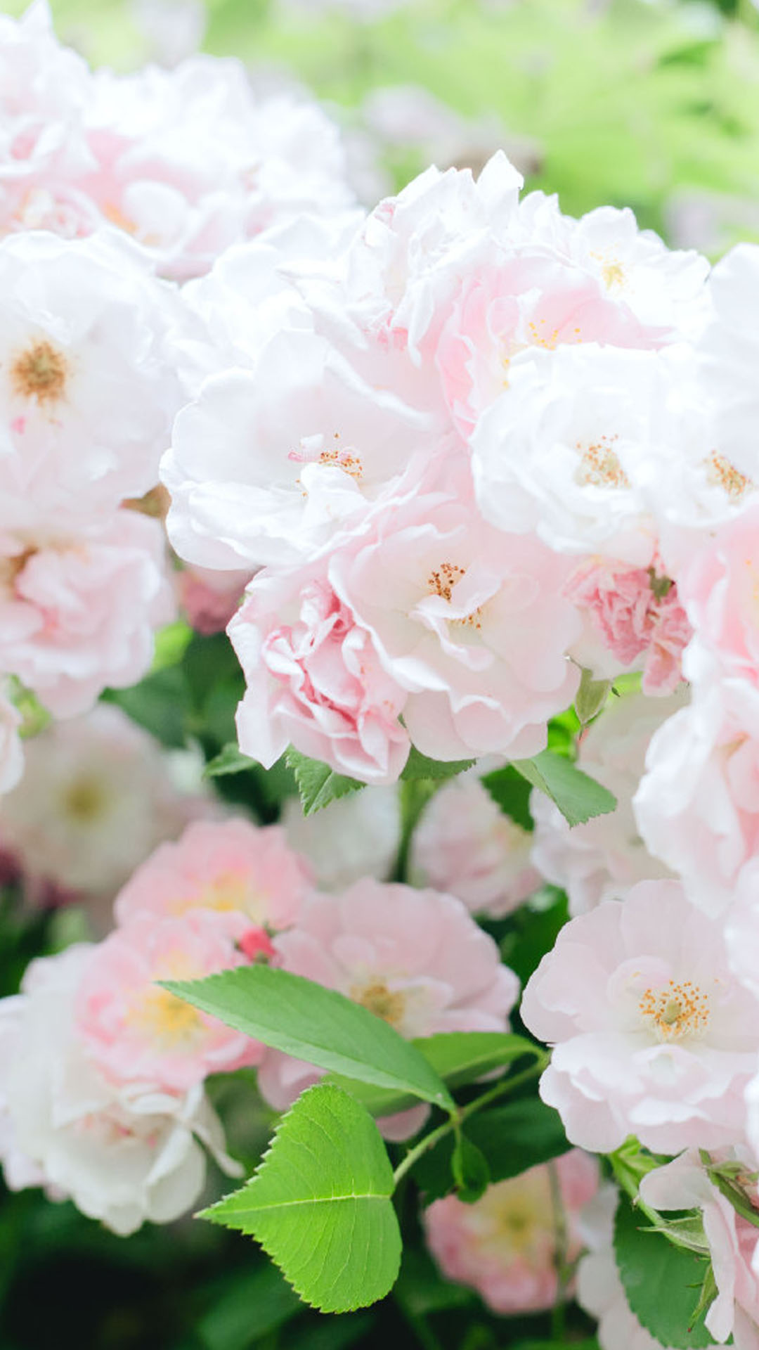 蔷薇花图片高清手机壁纸 Tt98图片网