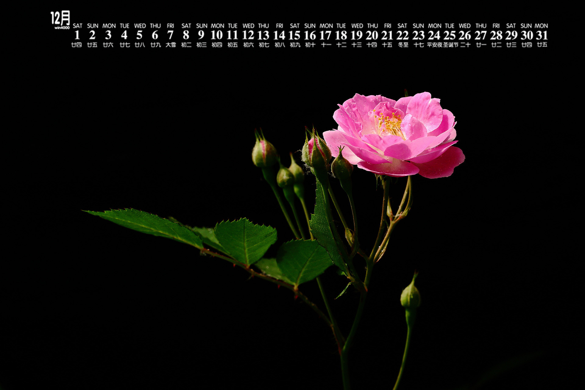 18年12月蔷薇花唯美图片日历壁纸 Tt98图片网