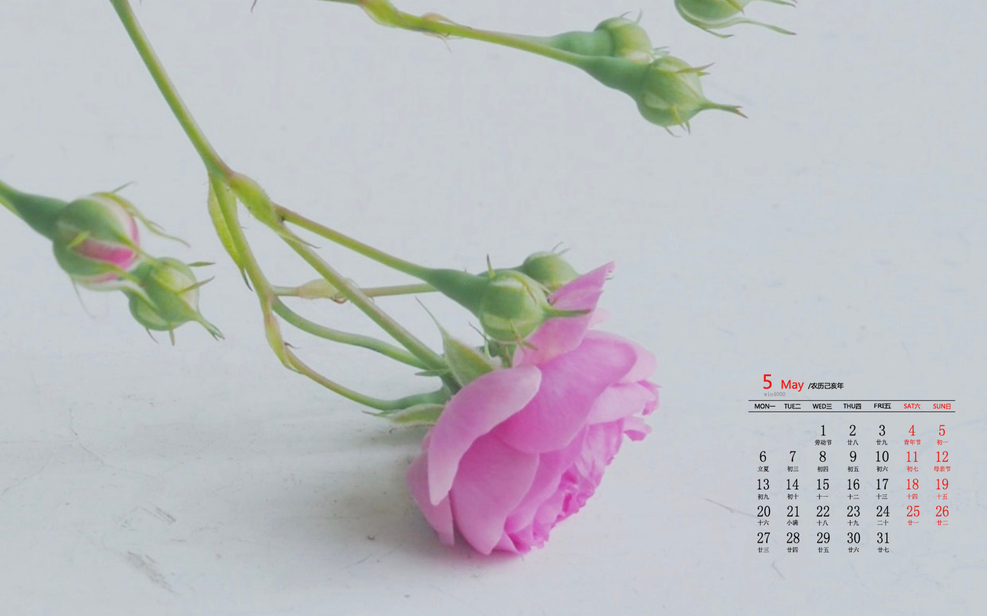 2019年5月粉色蔷薇花唯美高清日历壁纸 Tt98图片网