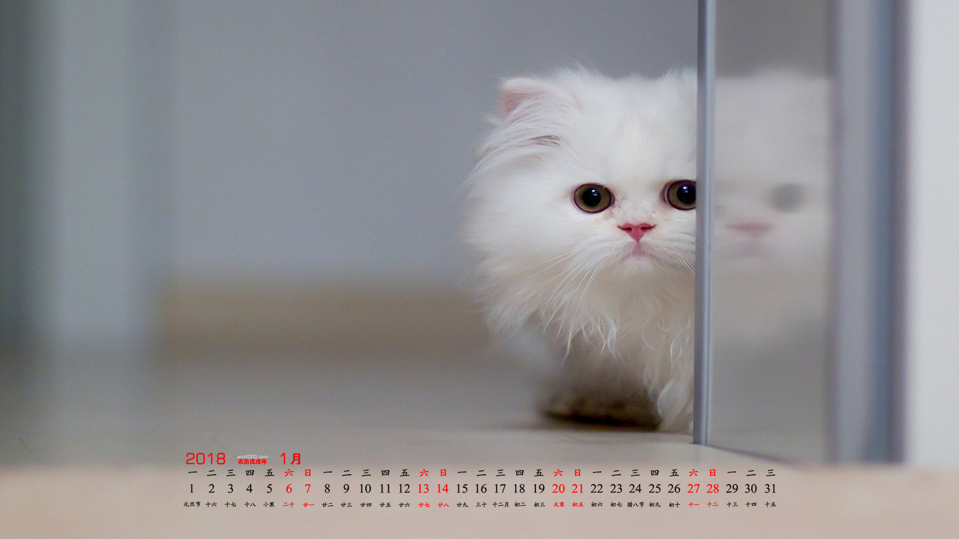 2018年1月可爱宠物猫咪图片高清壁纸下载