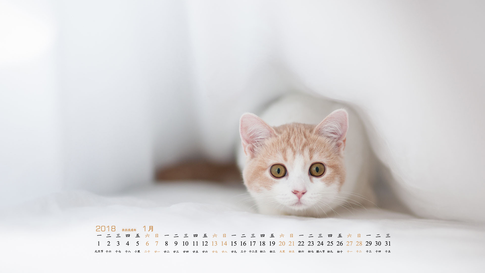 2018年1月可爱宠物猫咪图片高清电脑壁纸下载 