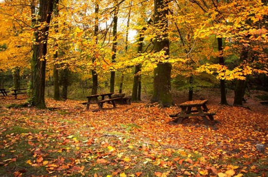 美丽的秋天景色ipad壁纸