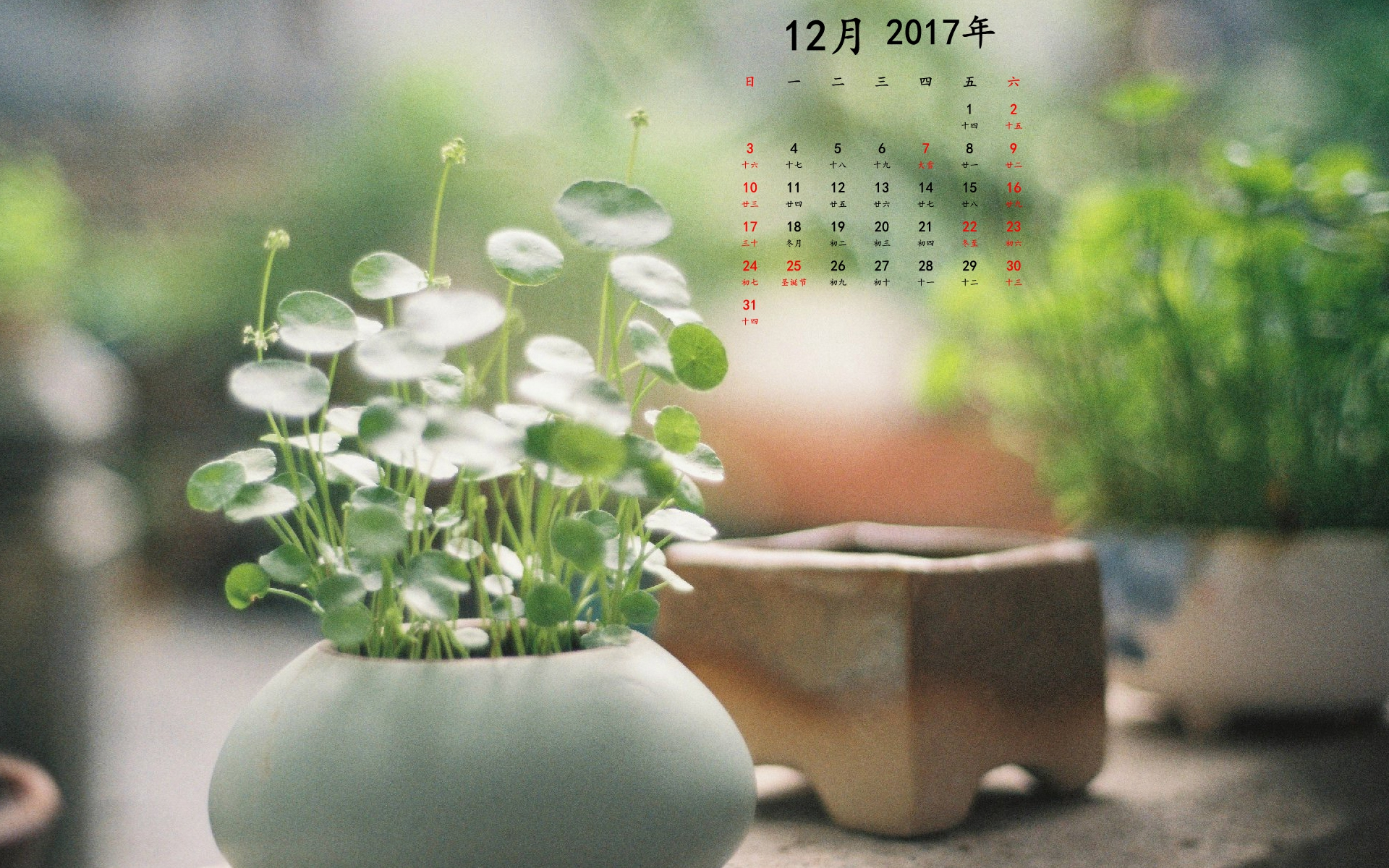 2017年12月鲜花日历高清桌面壁纸