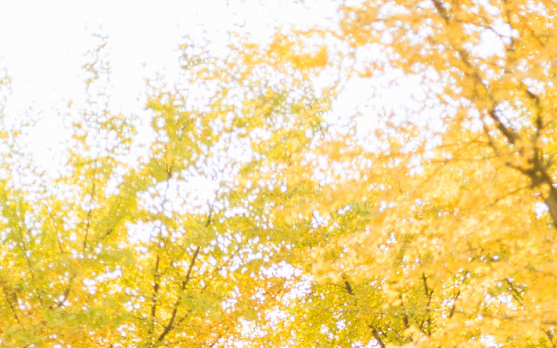 秋天银杏叶唯美风景高清桌面壁纸