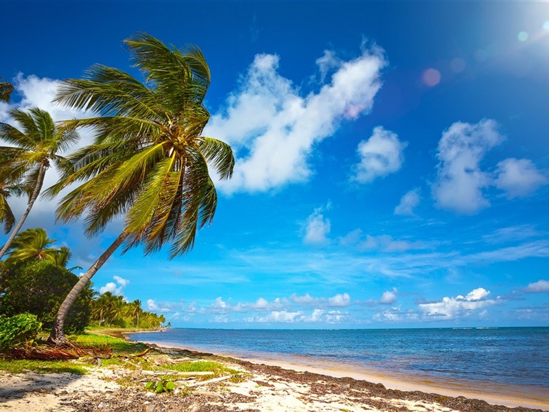 唯美沙滩椰树风景ipad壁纸下载