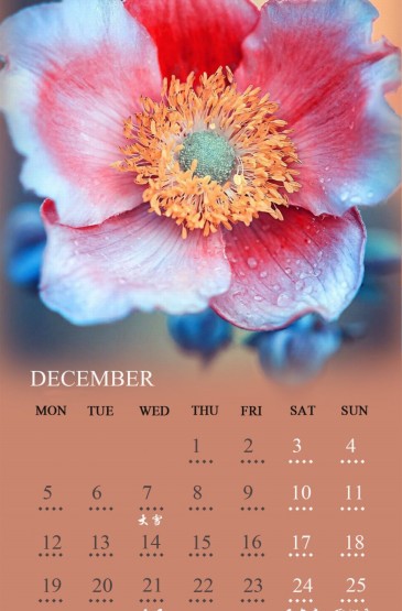 2016年12月份唯美花朵日历手机壁纸