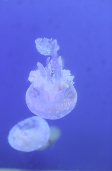 梦幻海洋生物水母高清手机壁纸