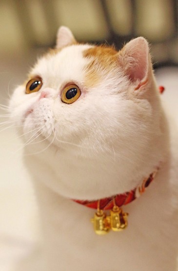 可爱的小动物胖猫咪高清手机壁纸
