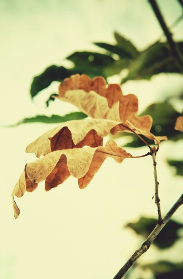 唯美秋天落叶自然景观手机壁纸图片