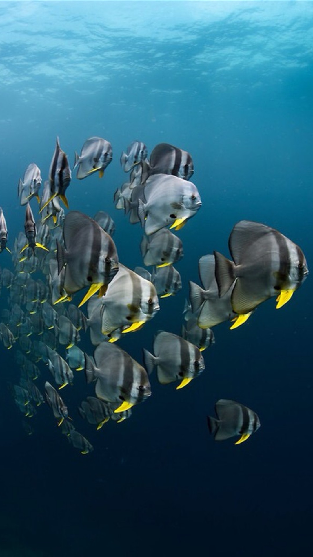 海底世界五颜六色小鱼手机壁纸