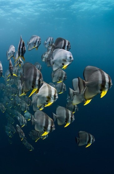 海底世界五颜六色小鱼手机壁纸