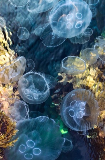 唯美海底水母高清iPhone壁纸