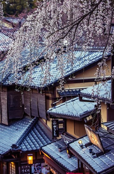 唯美日本樱花街道风景高清安卓壁纸