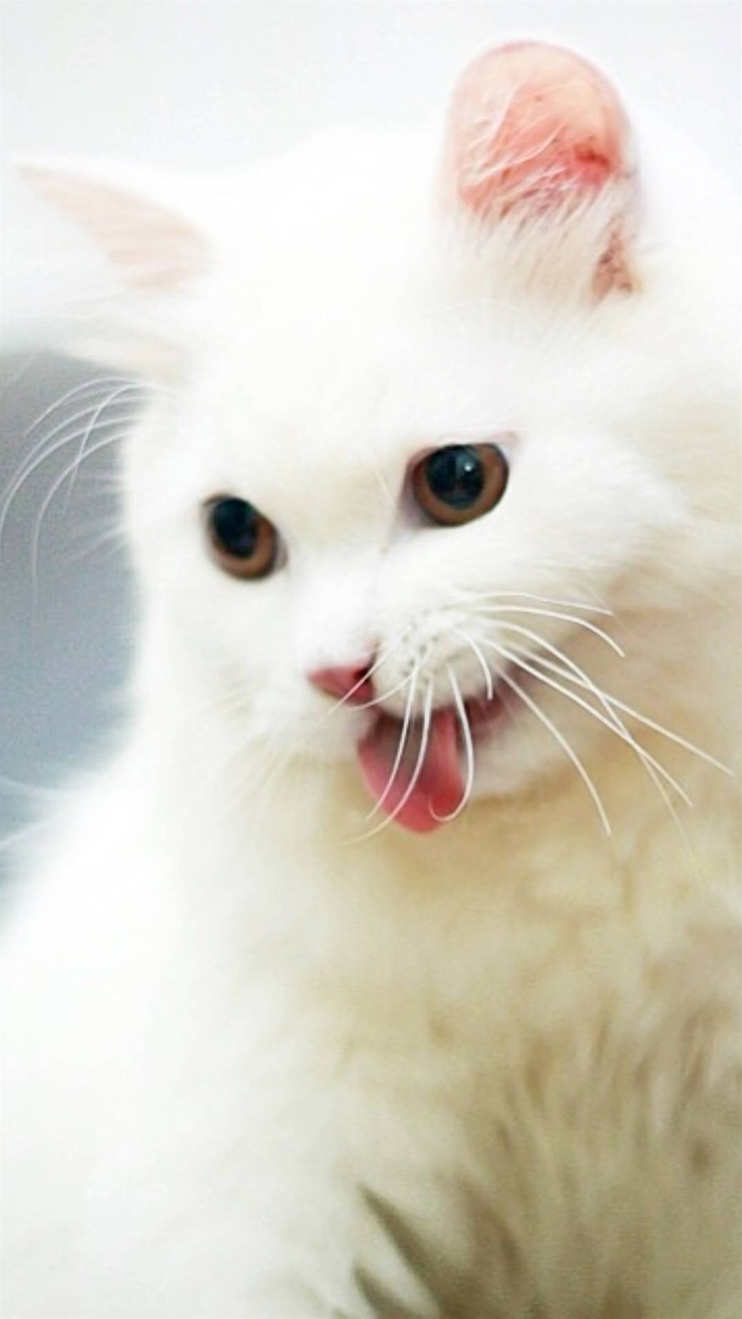 可爱白色萌猫吐舌头安卓壁纸