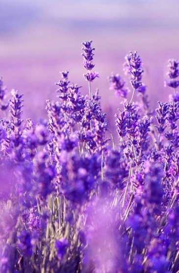 梦幻紫色花朵花瓣唯美手机壁纸