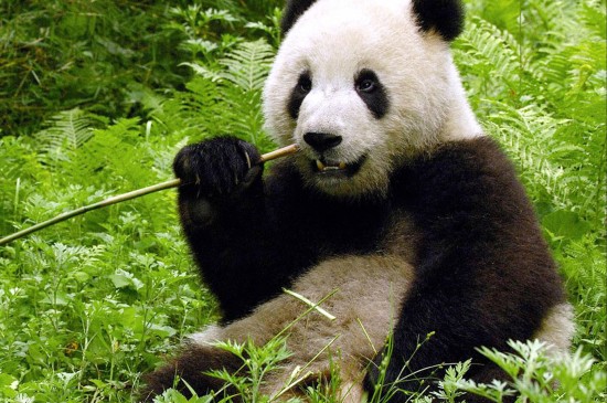 可爱大熊猫安卓壁纸