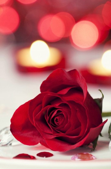 爱情浪漫红玫瑰花高清手机壁纸