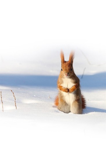 冬季野生动物摄影手机壁纸