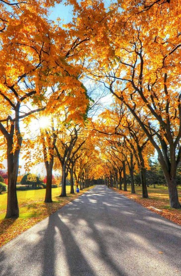 唯美秋季风景安卓高清壁纸