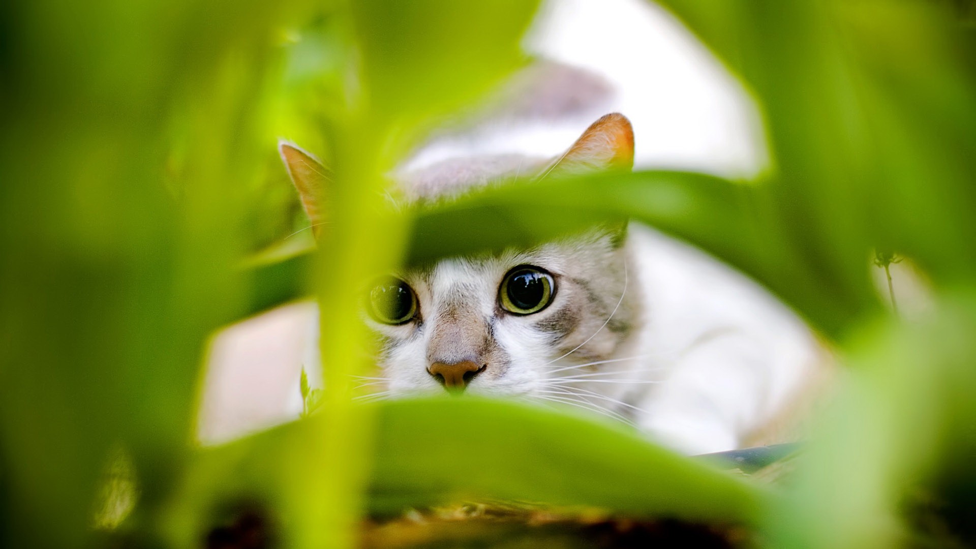 草丛中呆萌小猫图片