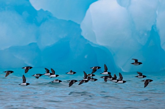 小海雀们飞过冰山图片