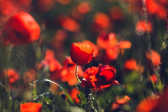唯美红色植物花卉图片