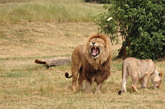 草原上怒吼的狮子图片