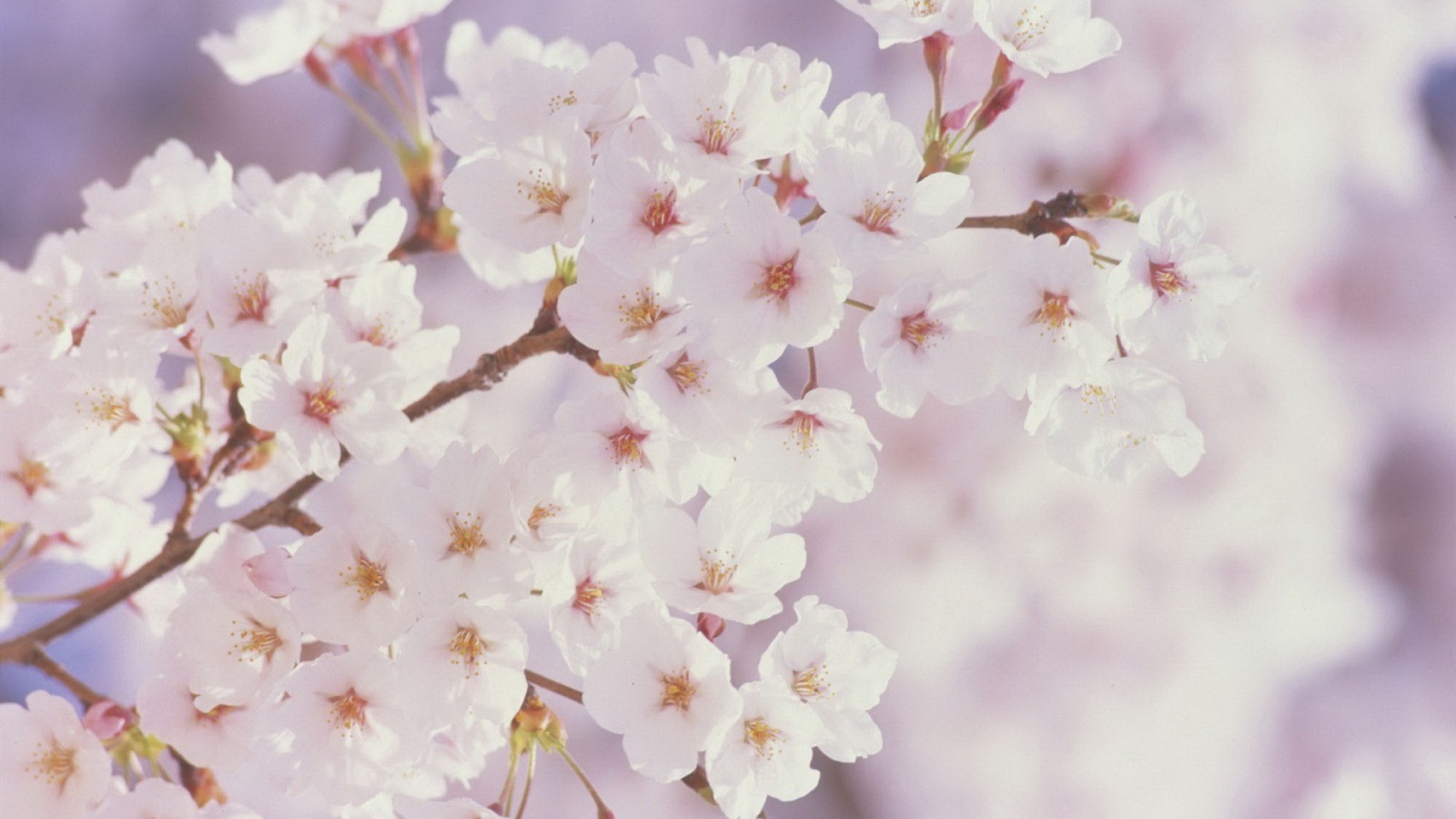 樱花盛开唯美图片