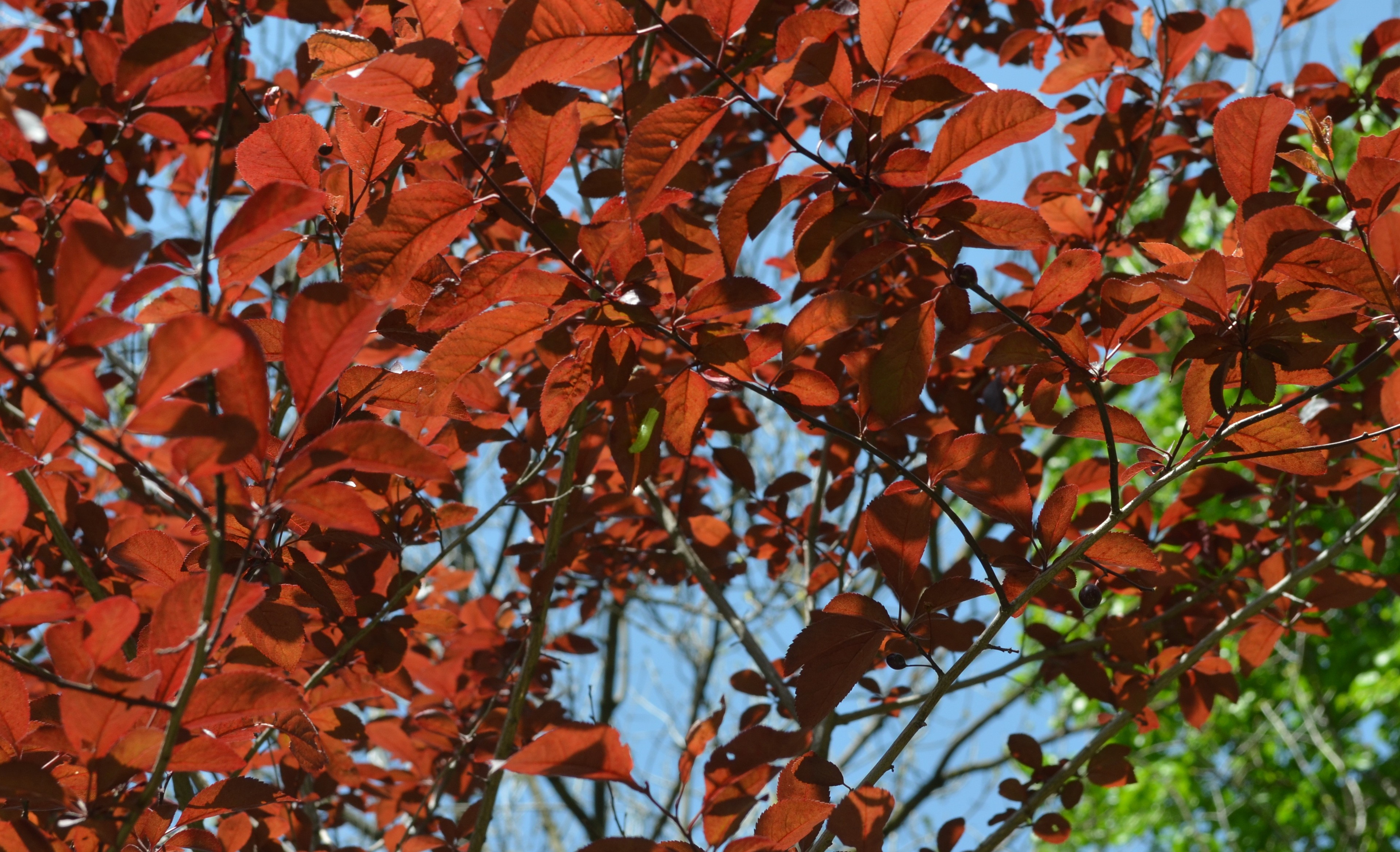 深秋红色枫叶树木图片