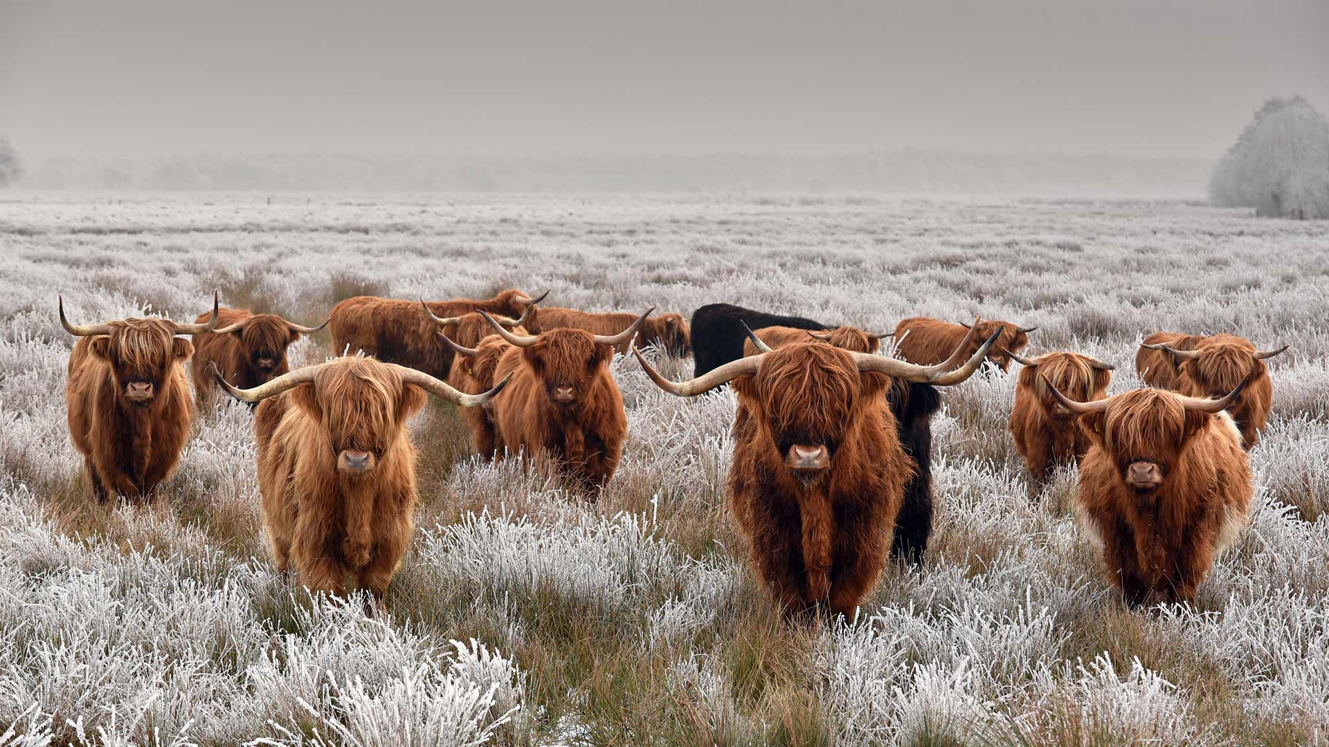 冬天的高地牛群图片