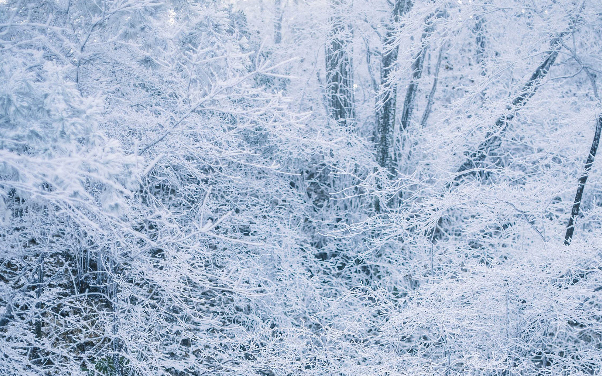 唯美雪景图片电脑宽屏壁纸
