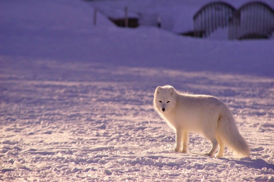 可爱北极狐摄影高清宽屏桌面壁纸