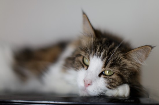 可爱温柔的缅因猫高清宽屏桌面壁纸