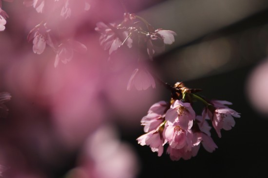 春日唯美樱花高清桌面壁纸