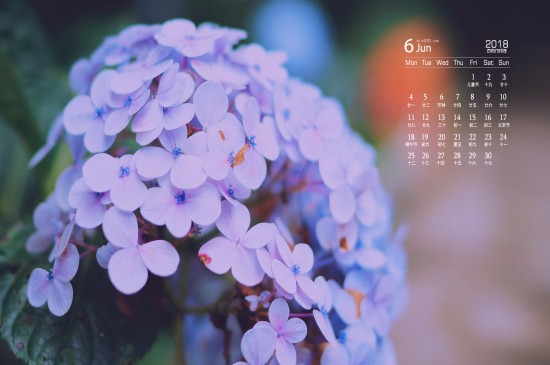 2018年6月花卉植物日历图片桌面壁纸