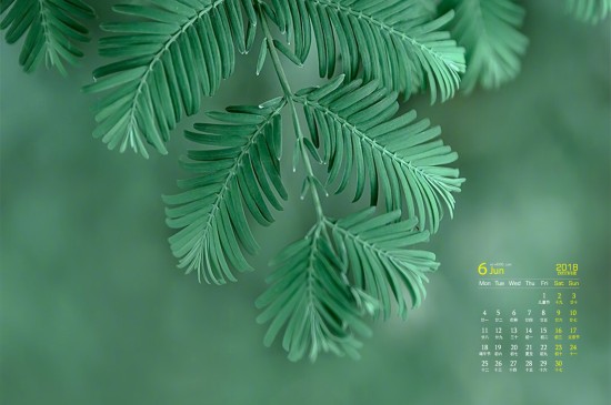 2018年6月绿色护眼植物摄影高清日历壁纸