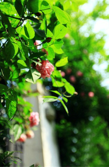 唯美清新绿色植物花卉高清摄影手机壁纸图片下载