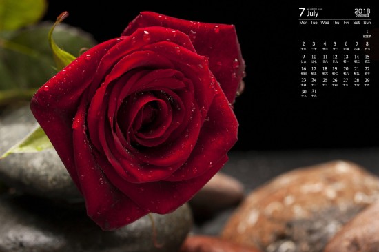 2018年7月唯美红玫瑰图片日历壁纸