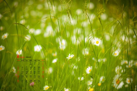 2018年8月绿色花卉唯美高清桌面日历壁纸