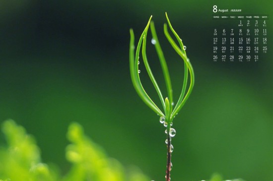 2018年8月绿色植物高清图片日历壁纸