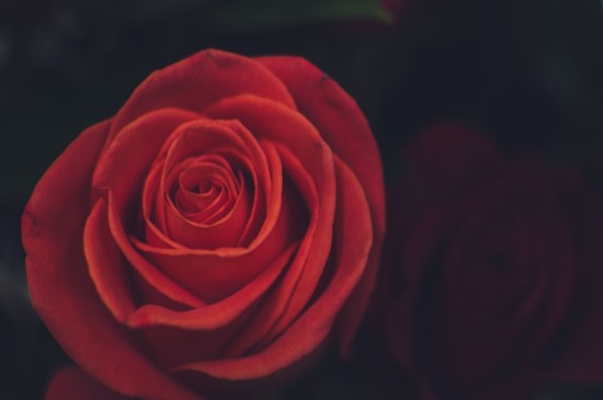红色玫瑰高清唯美图片桌面壁纸
