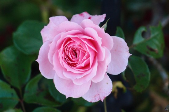 粉色玫瑰花唯美图片高清壁纸