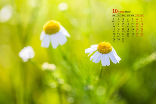 2018年10月花卉日历图片桌面壁纸