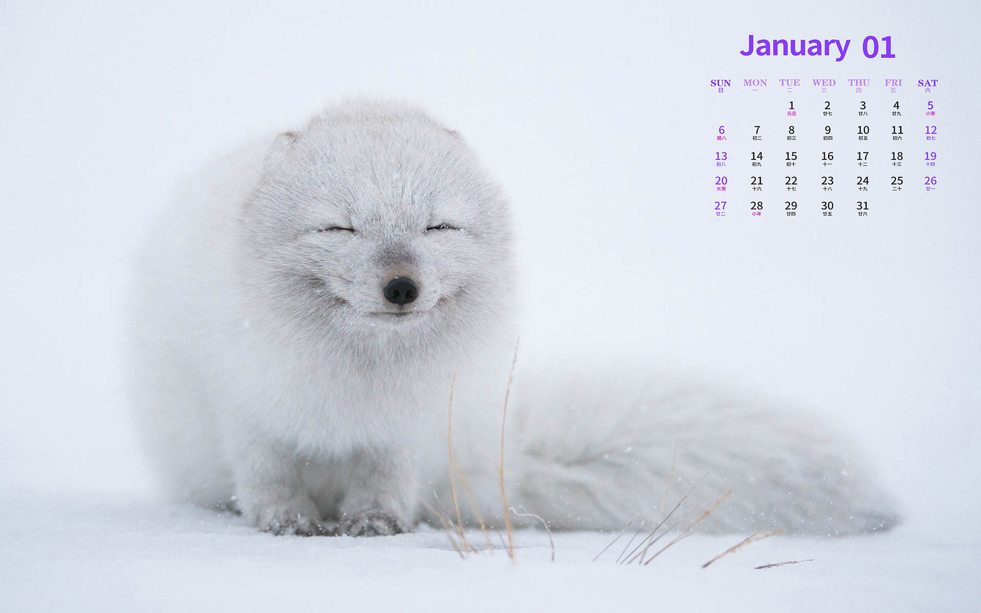 1月小清新转运白狐日历桌面壁纸