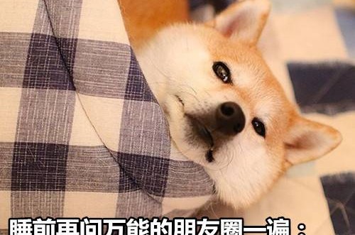 七夕skr表情包图片 七夕单身狗专用表情包图片