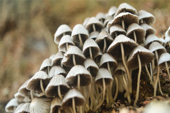 漂亮的野生蘑菇高清桌面壁纸