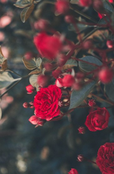 娇艳迷人的红玫瑰图片手机壁纸