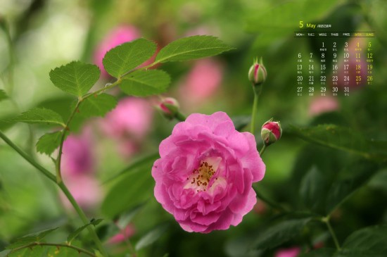 2019年5月唯美蔷薇花高清日历壁纸